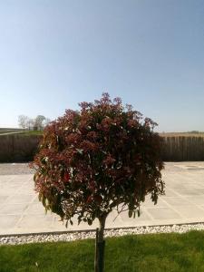 Fotografie z fotogalerie ubytování Pensiunea Alessia Mahmudia v destinaci Mahmudia