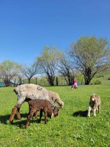 tres ovejas y un perro pastando en un campo en Kausar, en Karabulak