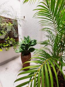 a couple of potted plants sitting on a ledge at Hotel Pepita Palace in Sinop