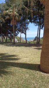 een park met palmbomen en de oceaan op de achtergrond bij Bonito y moderno estudio con vistas al mar in Benalmádena