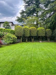 un cortile con una fila di cespugli ed erba di Camere a "Casa Nostra" ad Ascona
