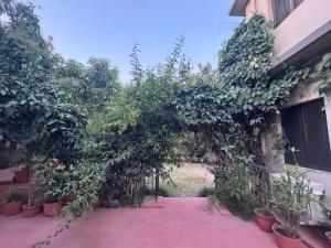 une voûte d'arbres et de plantes en pot à l'extérieur d'un bâtiment dans l'établissement S.J. Homestay, à Dehradun