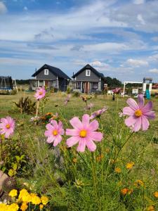 a field of flowers with houses in the background at Domki u Jagodzianki in Smołdziński Las