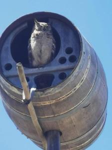 a bird sitting on top of a street light at Die Uil Nes Self Catering Accommodation in Gouritzmond