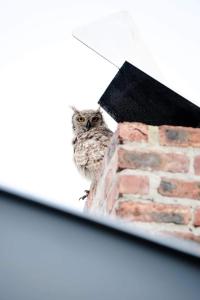 an owl sitting on top of a brick wall at Die Uil Nes Self Catering Accommodation in Gouritzmond