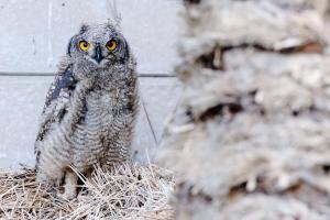 Galeriebild der Unterkunft Die Uil Nes Self Catering Accommodation in Gouritzmond + 3 Fotos