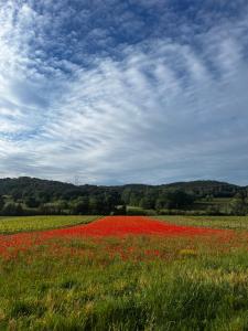 un campo lleno de flores rojas en un campo en Villa climatisée avec piscine CHAUFFÉE au cœur du massif d'Uchaux , calme absolu !, en Mondragon