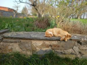 的住宿－Apartment Odrlice，一只橙色的猫躺在石墙上