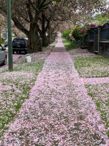 a pathway covered in pink flowers in a park at Panorama VistaVue Vancouver in Vancouver