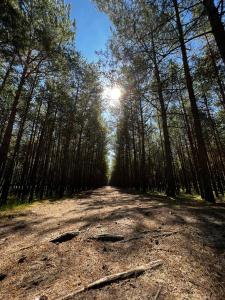 a dirt road in the middle of a forest with trees at Bursztynowa 22 in Mikoszewo