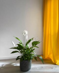 a potted plant with white flowers in a room at Ferienwohnung Istanbul nähe Legoland in Günzburg