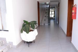 a plant sitting on a cart in a hallway at Kigali Fantastic Apartment in Kigali