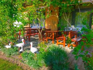 a garden with two birds and a table and benches at Pensiunea Keisd in Saschiz