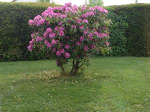 un arbusto de flores rosas en la hierba en Glasner Comfortable holiday residence, en Bad Camberg