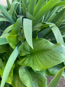 eine grüne Pflanze mit Wassertropfen darauf in der Unterkunft maison ancienne rénovée tout confort in Narcy