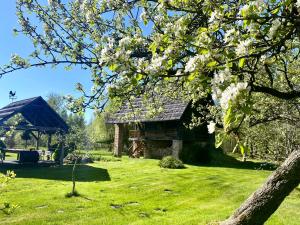 a tree with white flowers on a green field at Griķi in Kalnišķi