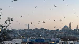 a flock of birds flying over a city at Red sophia suites in Istanbul