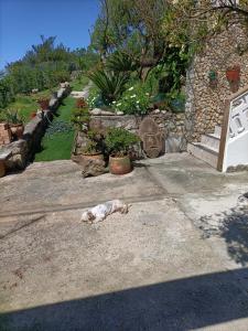 a dog sleeping on the ground in a garden at Aloxamento A Mariña in Oia