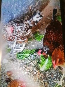 Un grupo de pollos comiendo brócoli en un bebedero para pájaros. en dar Meryem, en Rabat