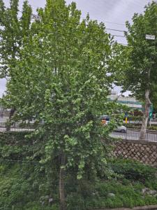 a tree with green leaves in front of a fence at Ssuny house in Seoul