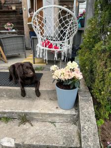 a dog laying on steps next to a chair and flowers at Sprīdīši 