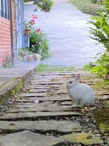 a white rabbit sitting on a stone path at 忘憂天空民宿 in T'an-nan