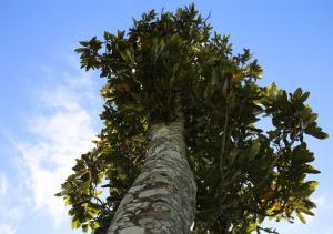 Galería fotográfica de Rewarewa PurePod en Helensville