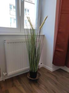 una planta en una olla en una habitación con ventana en ROKSOX-Home Meidling Schloss Schönbrunn en Viena