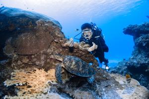 a diver and a turtle on a coral reef at zouzou hostel in Green Island