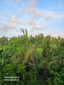 a group of palm trees in a forest at Kevin's Place in Seeduwa