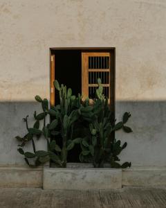 a potted plant sitting in front of a window at Casona los Cedros in Espita