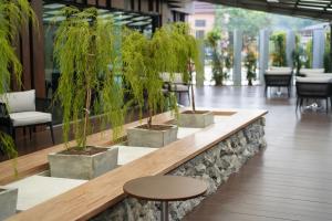 a counter with three potted trees in a lobby at Kokotel Chiang Rai Airport Suites in Ban Prong Phra Bat Nok
