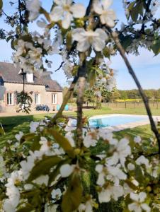 a tree with white flowers in front of a swimming pool at Gîte à la campagne -maison individuelle -Piscine in Semblançay