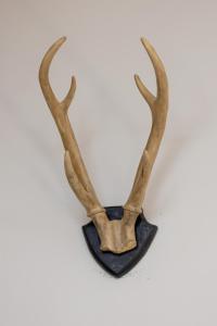 a pair of deer antlers mounted on a wall at Rent like home - Sienkiewicza in Zakopane +15 photos