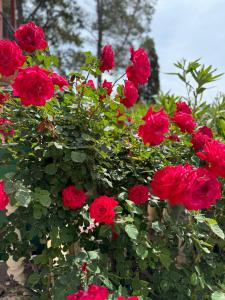 Une bande de roses rouges dans la brousse dans l'établissement Elena’s apartments, à Perivólion