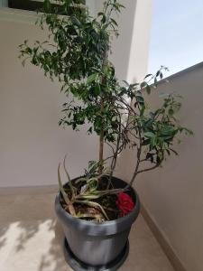 a potted tree in a metal pot on the floor at Makis Apartments in Arillas