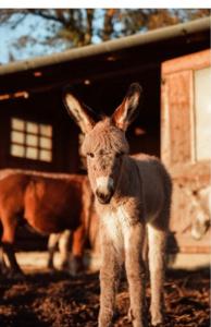 a baby kangaroo standing in front of a building at Tenuta Malvolti - Al Vecchio Convento in San Fior di Sopra