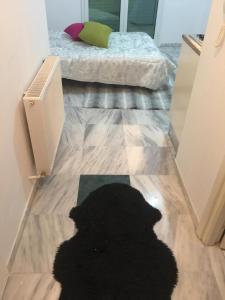 HarqalahにあるStudio apartment beach frontの黒猫が寝床に寝伏せ