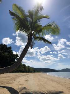 a palm tree sitting on a sandy beach at Magalong Villa at Holy Land in Busuanga in Busuanga