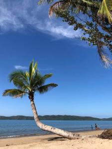 una palmera sentada en una playa con el océano en Magalong Villa at Holy Land in Busuanga, en Busuanga
