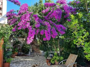 Zahrada ubytování Villa Lavanda