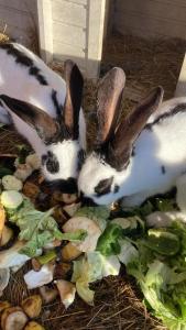 Photo de la galerie de l'établissement Gîte - La Ferme à la Plage, à Le Porge