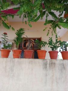 a group of potted plants sitting on a wall at SriArunachala Shiva home stay in Tiruvannāmalai