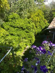 un jardín con flores púrpuras y plantas verdes en Vasilion Agrotourism, en Polis Chrysochous