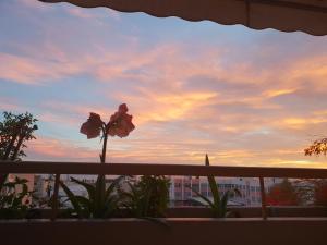 a flower on a balcony with a sunset in the background at Cozy Room with Sea View in Athens +1 photo