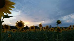Fotografie z fotogalerie ubytování Mas Català v destinaci Rupiá