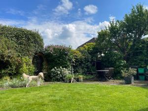 a dog standing in the grass in a yard at Clay Farm Guest House in Bromley