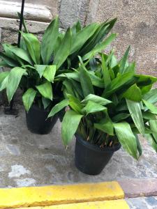 A garden outside Casa Puri