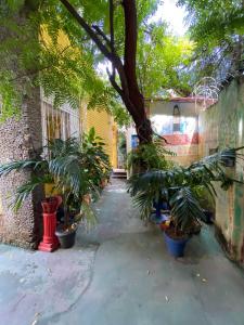 Hostel Sol da Barra في سلفادور: ساحة مليئة بالأشجار والنباتات الفخارية بجوار مبنى