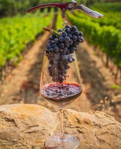 un verre de vin avec un grappe de raisins dans l'établissement Hotel N, à Znojmo